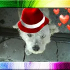 La imagen 2 de la Empresa SCRAPPY DUCHA Peluquerías para Razas en Tolosa AR-B