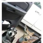 La imagen 3 de la Empresa SCRAPPY DUCHA Peluquerías para Razas en Tolosa AR-B