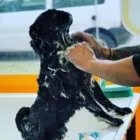 La imagen 5 de la Empresa SCRAPPY DUCHA Peluquerías para Razas en Tolosa AR-B