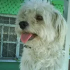 La imagen 6 de la Empresa SCRAPPY DUCHA Peluquerías para Razas en Tolosa AR-B