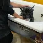 La imagen 7 de la Empresa SCRAPPY DUCHA Peluquerías para Razas en Tolosa AR-B