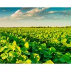 La imagen 1 de la Empresa SERVICIOS AGROPECUARIOS EL SAUZALITO Servicios Agropecuarios en Pellegrini AR-B