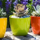 La imagen 1 de la Empresa SILBU Venta de Bulbos en Bahía Blanca AR-B