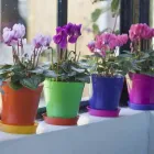 La imagen 2 de la Empresa SILBU Venta de Bulbos en Bahía Blanca AR-B