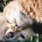 La imagen 1 de la Empresa VETERINARIA EL REY DE LA CASA Vacunacion de Animales en Capital Federal AR-B