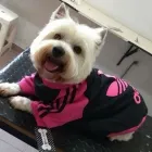 La imagen 4 de la Empresa VETERINARIA ESPERANZA Urgencias Veterinarias en Villa María AR-X