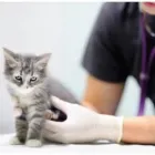 La imagen 2 de la Empresa VETERINARIA PET CENTER Pet Shop en La Plata AR-B