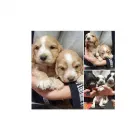 La imagen 1 de la Empresa VETERINARIA SAN JOSE Pet Shop en Dorrego AR-M	