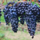 La imagen 1 de la Empresa VINOTECA NAIR Whisky en Dorrego AR-M	