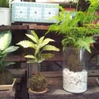 La imagen 1 de la Empresa VIVERO LA RUDA MACHO Vivero en Wilde AR-B