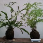 La imagen 2 de la Empresa VIVERO LA RUDA MACHO Vivero en Wilde AR-B