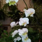 La imagen 3 de la Empresa VIVERO LA RUDA MACHO Vivero en Wilde AR-B