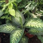 La imagen 5 de la Empresa VIVERO LA RUDA MACHO Vivero en Wilde AR-B