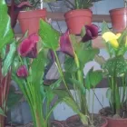 La imagen 6 de la Empresa VIVERO LA RUDA MACHO Vivero en Wilde AR-B