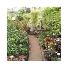 La imagen 8 de la Empresa VIVERO LA RUDA MACHO Vivero en Wilde AR-B