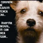 La imagen 1 de la Empresa X - LOS DE LA CALLE Servicios Para El Hogar en Bahía Blanca AR-B