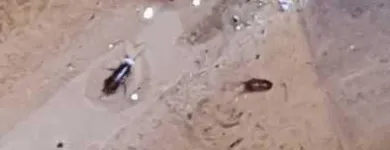 La imagen 4 de la Empresa CYM CONTROL DE PLAGAS Servicio de control de plagas en Ramos Mejía AR-B