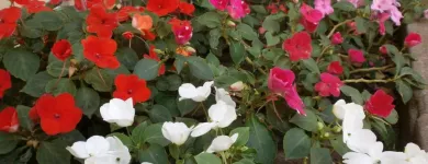 La imagen 15 de la Empresa ESCUELA SAN IGNACIO DE LOYOLA Nivel Inicial en Guillermo Enrique Hudson AR-B