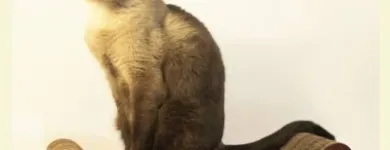 La imagen 4 de la Empresa FÁBRICA DE RONRONEOS Veterinaria en Capital Federal AR-B