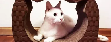 La imagen 5 de la Empresa FÁBRICA DE RONRONEOS Veterinaria en Capital Federal AR-B