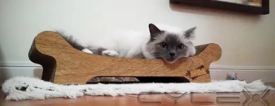 La imagen 6 de la Empresa FÁBRICA DE RONRONEOS Veterinaria en Capital Federal AR-B