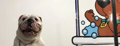 La imagen 1 de la Empresa SCRAPPY 2 Peluquerías para Razas en Tolosa AR-B