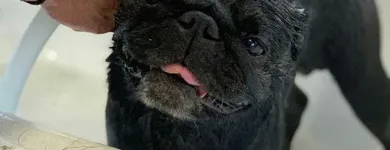 La imagen 2 de la Empresa SCRAPPY 2 Peluquerías para Razas en Tolosa AR-B