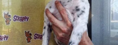 La imagen 3 de la Empresa SCRAPPY 2 Peluquerías para Razas en Tolosa AR-B