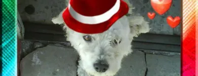 La imagen 2 de la Empresa SCRAPPY DUCHA Peluquerías para Razas en Tolosa AR-B