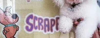 La imagen 4 de la Empresa SCRAPPY DUCHA Peluquerías para Razas en Tolosa AR-B