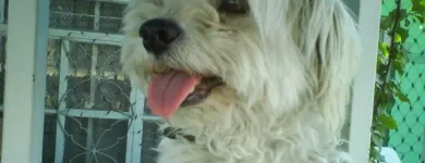 La imagen 6 de la Empresa SCRAPPY DUCHA Peluquerías para Razas en Tolosa AR-B