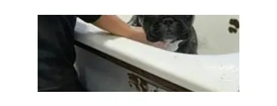 La imagen 7 de la Empresa SCRAPPY DUCHA Peluquerías para Razas en Tolosa AR-B