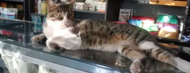 La imagen 1 de la Empresa VETERINARIA FERRERO Veterinario en Córdoba Argentina