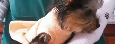 La imagen 2 de la Empresa VETERINARIA FERRERO Veterinario en Córdoba Argentina