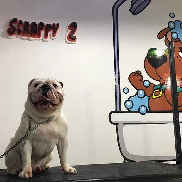 La imagen 1 de la Empresa SCRAPPY 2