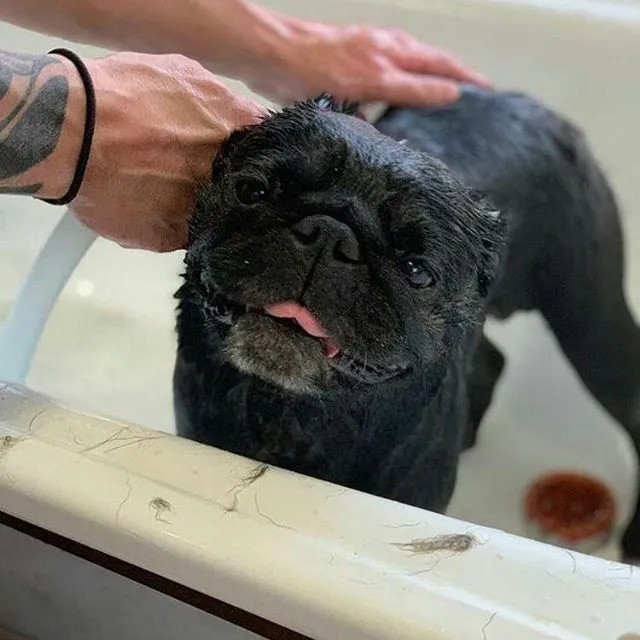 La imagen 2 de la Empresa SCRAPPY 2