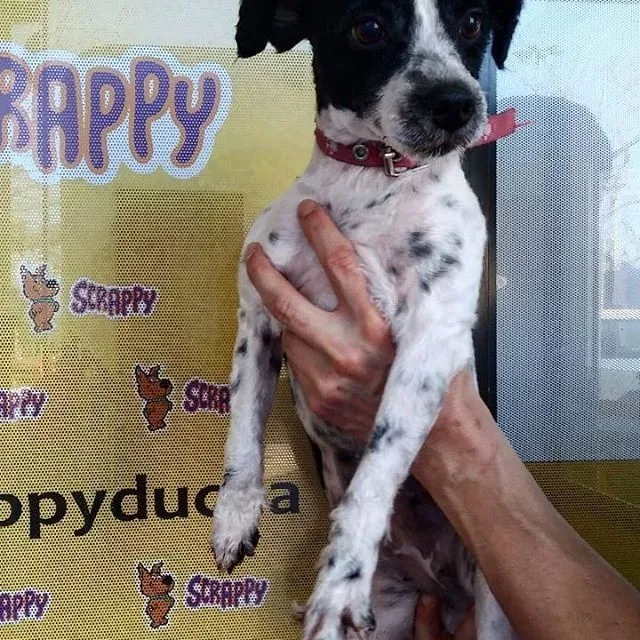 La imagen 3 de la Empresa SCRAPPY 2