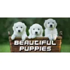 BEAUTIFUL PUPPIES